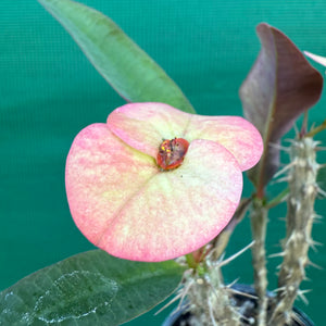 Poysean - Euphorbia P046