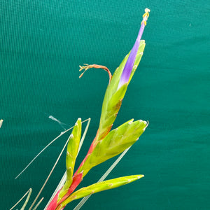 Tillandsia - aff. botterii ex PT NEW