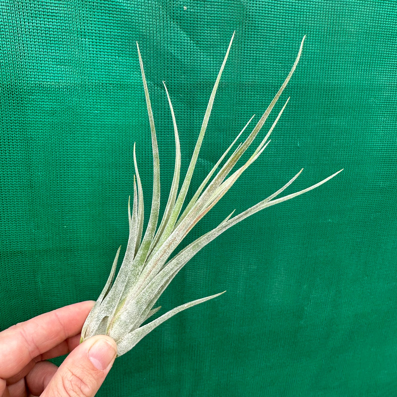 Tillandsia - caput-medusae x weberi ? (Nat. Hybrid) ex. LK
