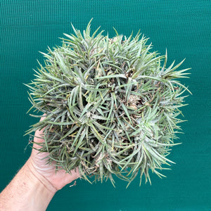 Tillandsia ionantha ‘Tall Orange’ (Mature Clump) NEW