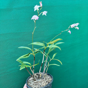 Orchid - Dendrobium kingianum