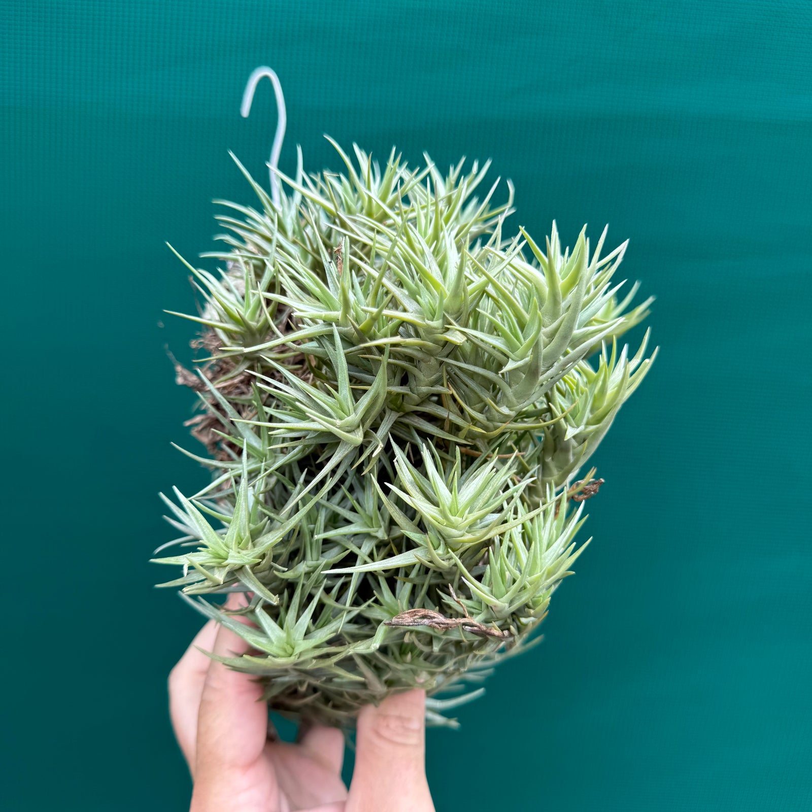 Tillandsia cocoensis (Mature Clump) NEW