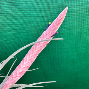 Tillandsia - Queen’s Delight