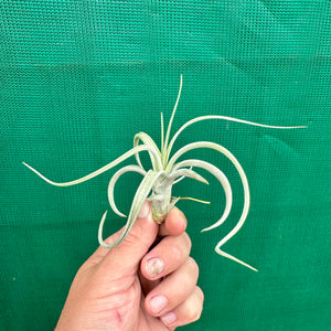 Tillandsia - Impressions Perfection ex. PB