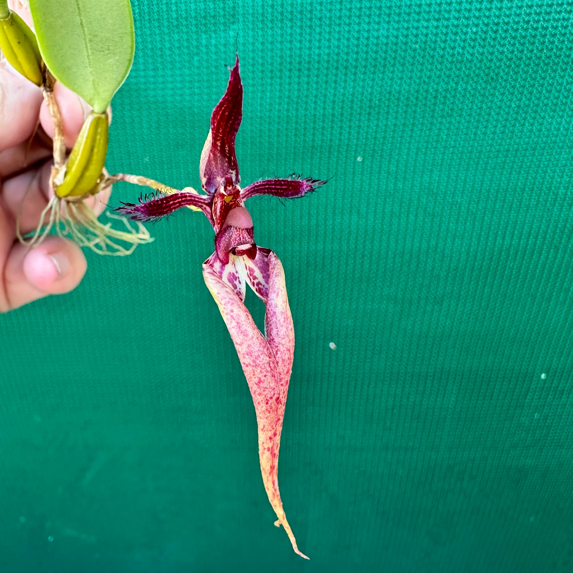 Orchid - Bulbophyllum fascinator