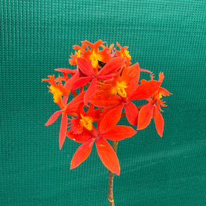 Epidendrum ‘Hybrid Orange’