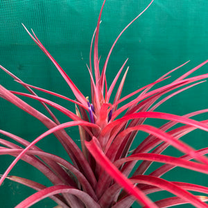 Tillandsia - capitata ‘Cuban Red’ ex. LK NEW