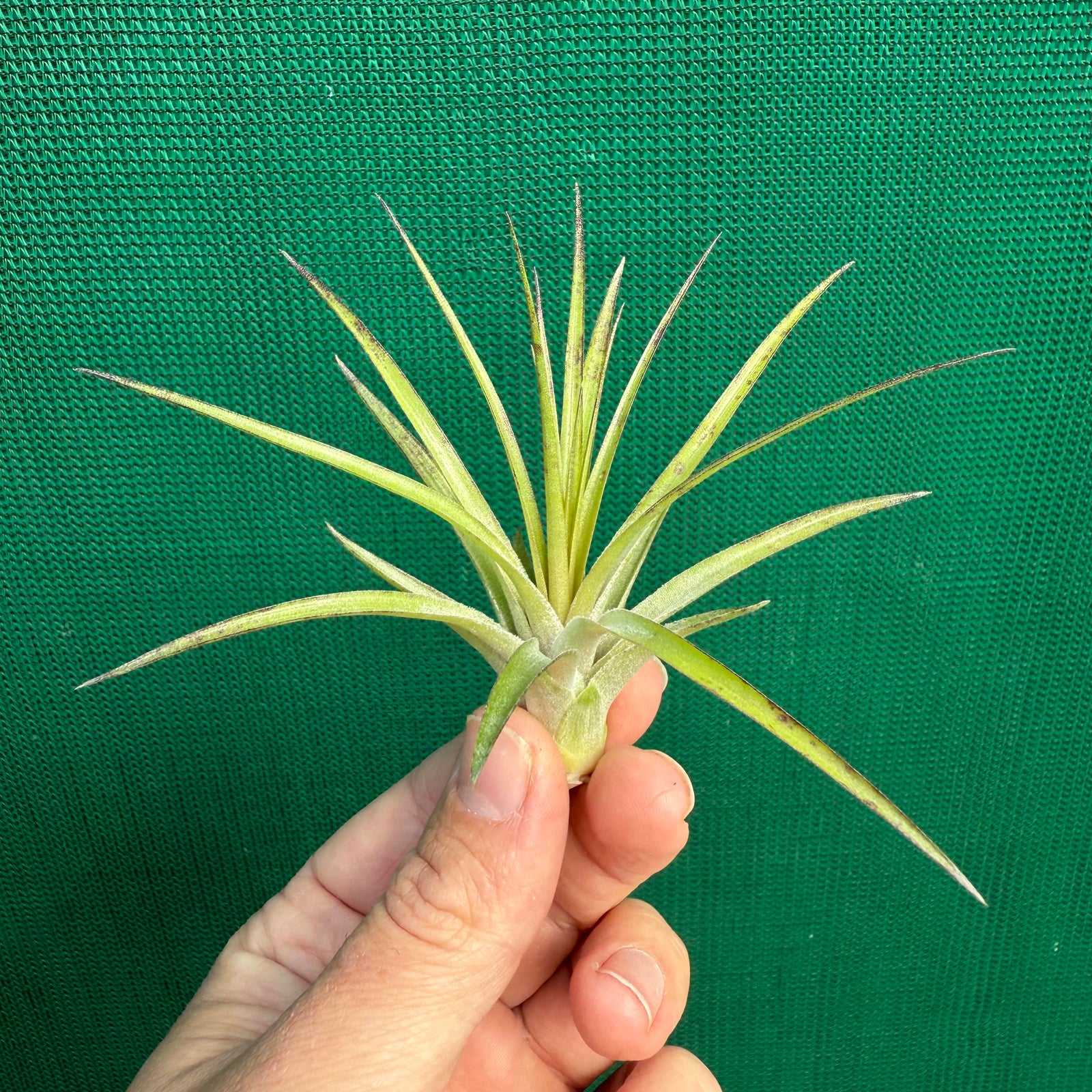 Tillandsia - geminiflora x globosa ex. PT