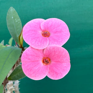 Poysean - Euphorbia P058