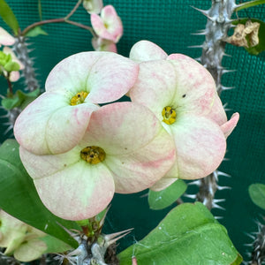 Poysean - Euphorbia milii P007