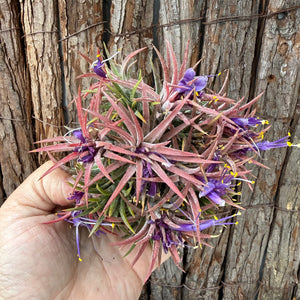 Tillandsia ionantha ‘BOE750’ (Mature Clump) NEW