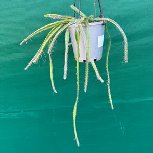 Lepismium cruciforme White - R37