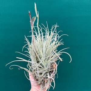 Tillandsia streptocarpa ‘Bak’ (Mature Clump) NEW