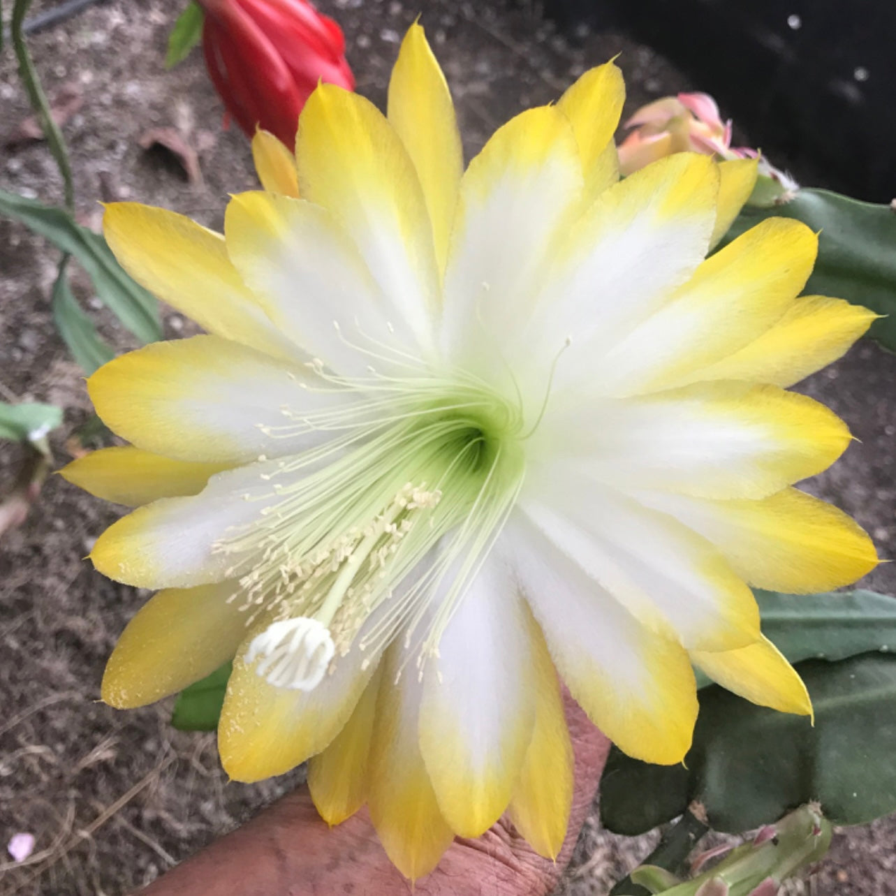 Epi. Hybrid Andromeda EH57