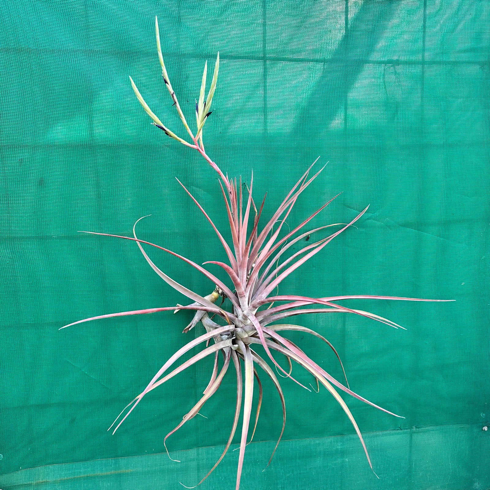 Tillandsia - novakii ex. PT