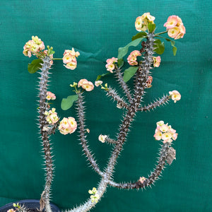 Poysean - Euphorbia milli P081