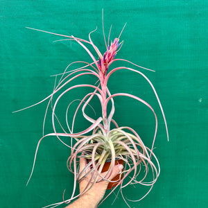 Tillandsia - brachycaulos x exserta ex. BG