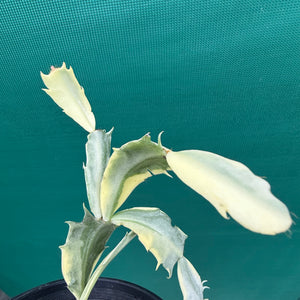 Zygocactus Variegated