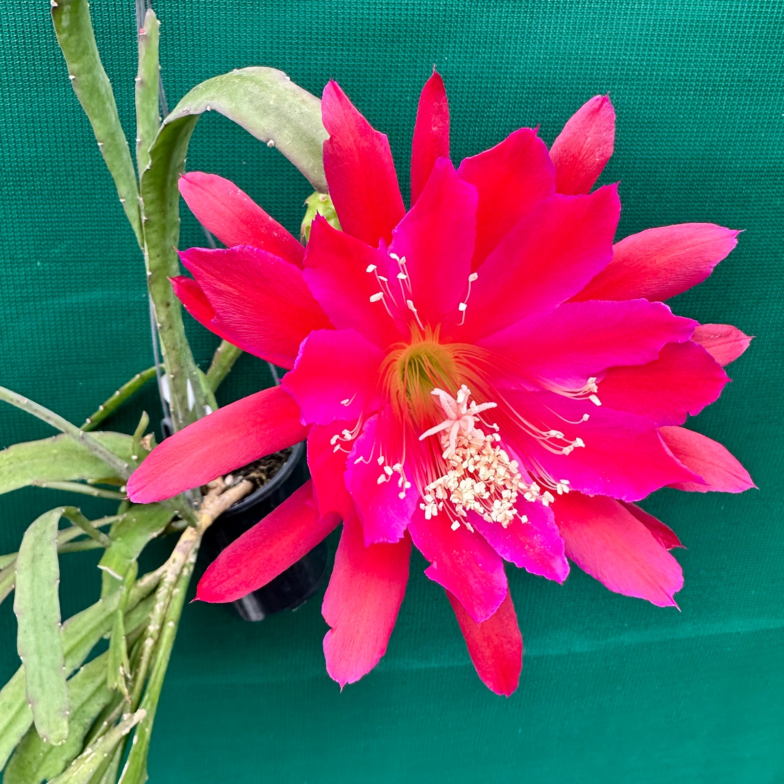 Epi. Hybrid Kiwi Disco Dancer EH50