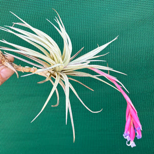 Tillandsia - Glastonbury NEW