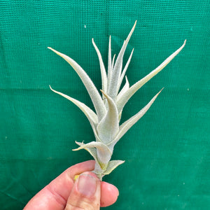 Tillandsia - straminea ‘Small Caulescent’ (Fragrant)