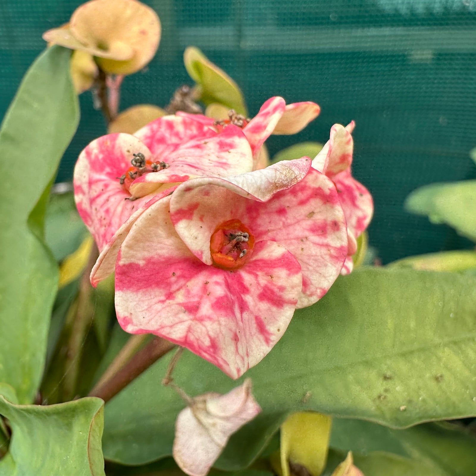 Poysean - Euphorbia milii P018