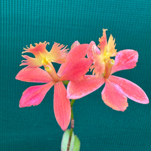 Epidendrum ‘Apricot’
