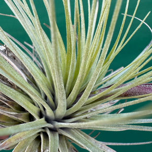 Tillandsia - Millennium ex. NR NEW