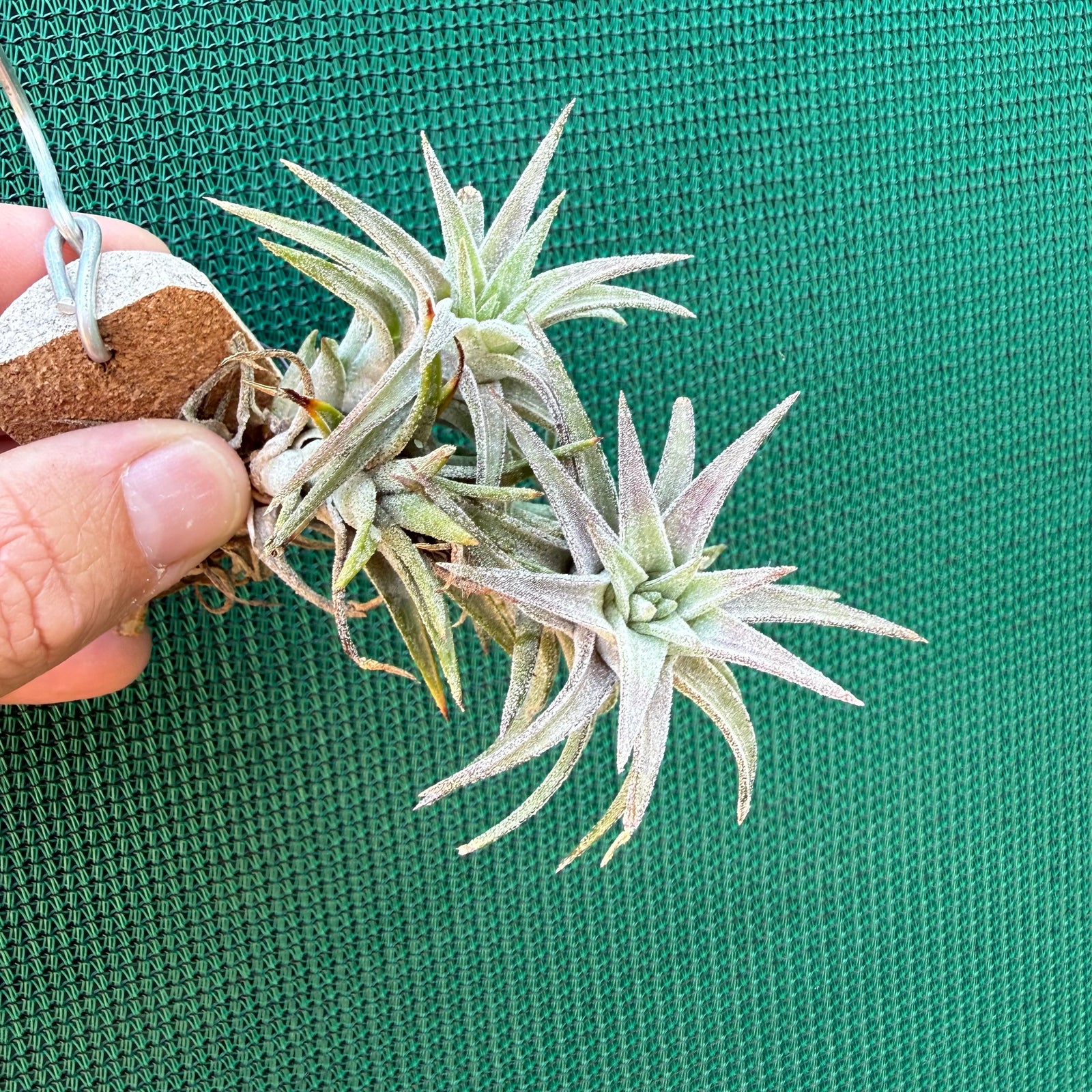Tillandsia - vanhingii ‘Red Dragon’ ex. BD NEW
