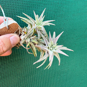 Tillandsia - vanhingii ‘Red Dragon’ ex. BD NEW