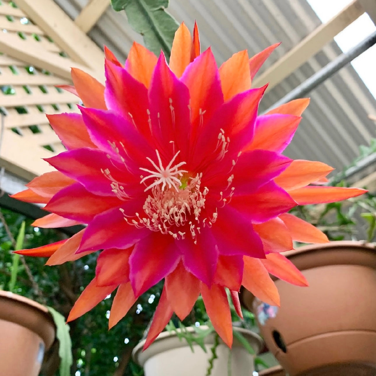 Epi. Hybrid Kiwi Melodrama EH82