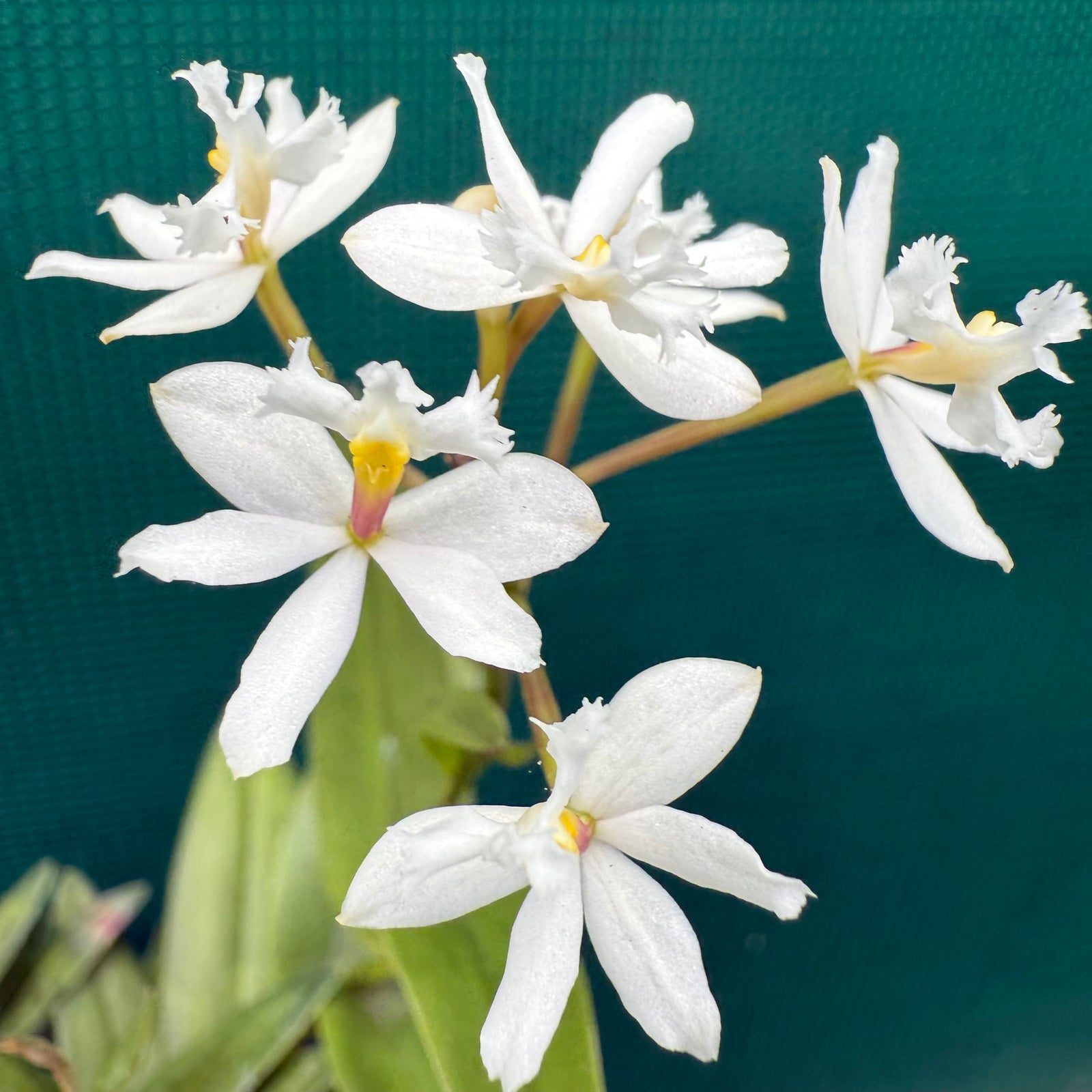 Epidendrum ‘White’