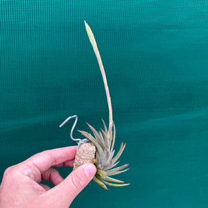 Tillandsia - rosacea NEW