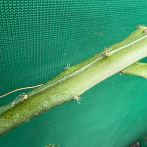 Selenicereus spinulosus EP19