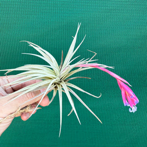 Tillandsia - Glastonbury NEW