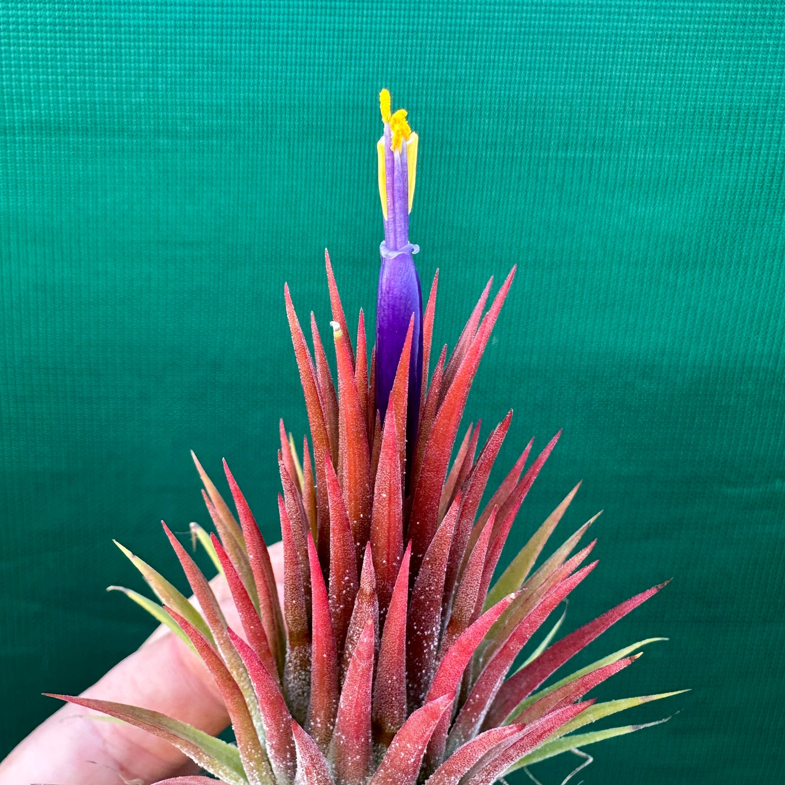 Tillandsia - ionantha ‘Thai Stricta’