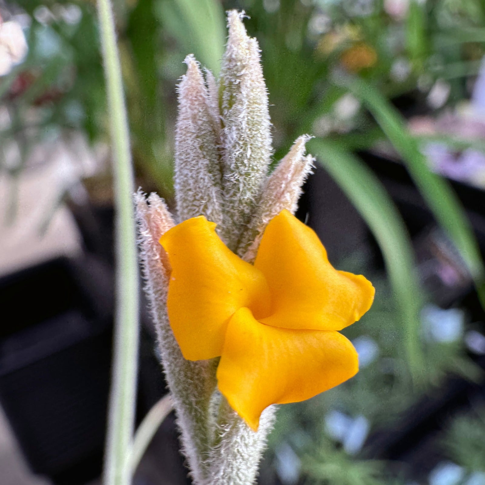 Tillandsia - caliginosa x crocata ex. CC (Fragrant)