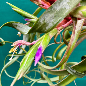 Tillandsia - streptophylla x rhomboidea ex. BG