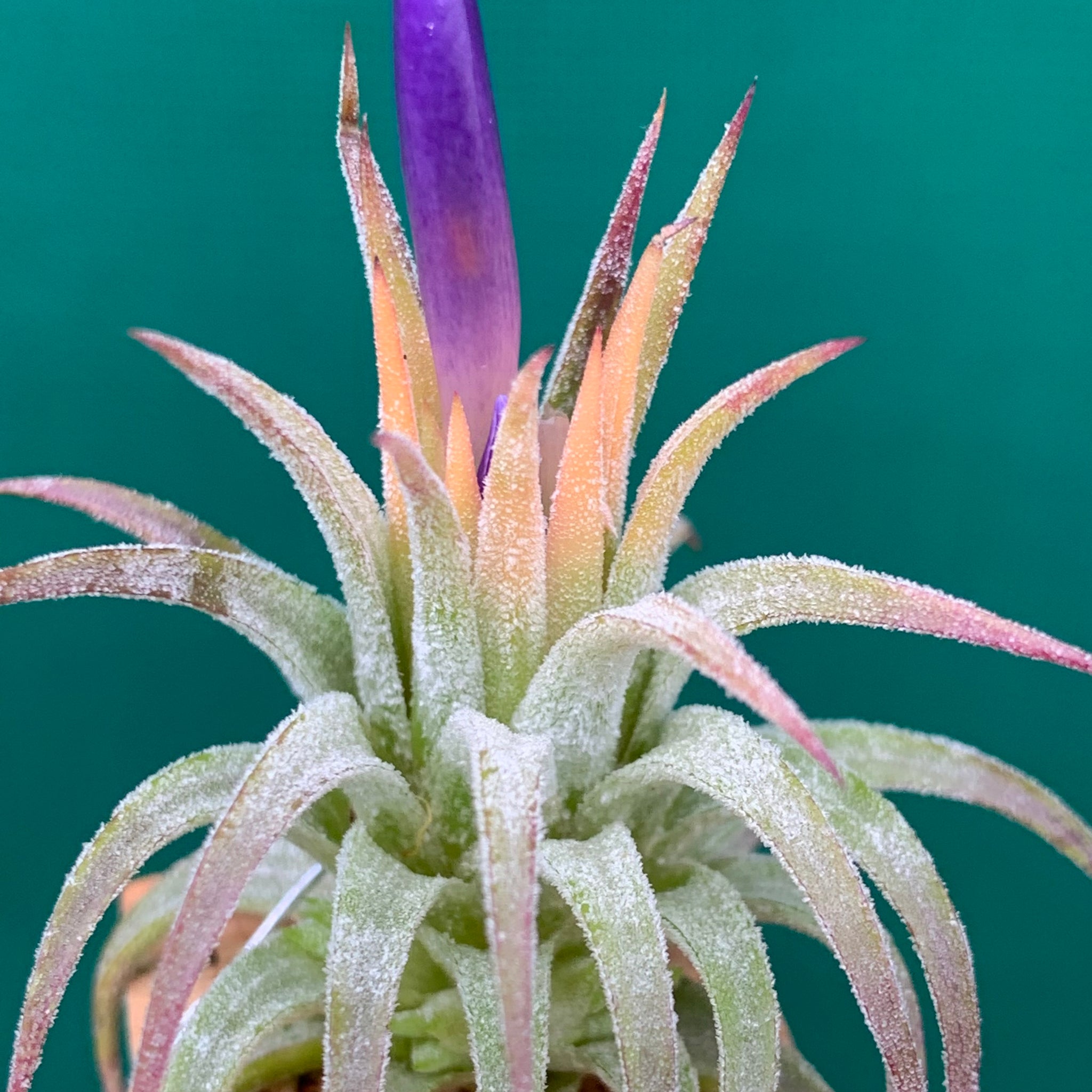 ionantha druid air plant Tillandsia - ionantha 'Druid Purple Flower' ex. PT