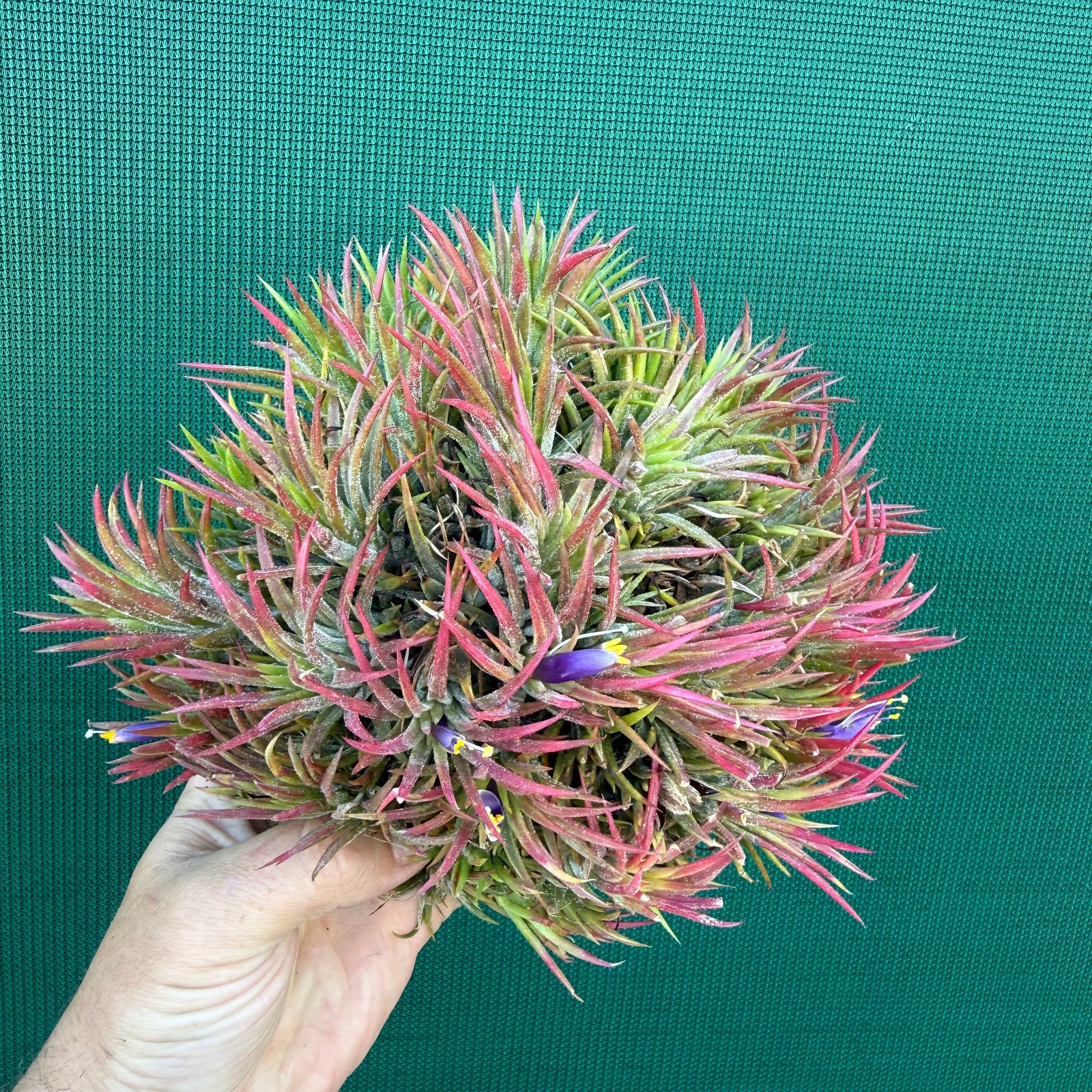 Tillandsia ionantha ‘Mexico’ (Mature Clump)