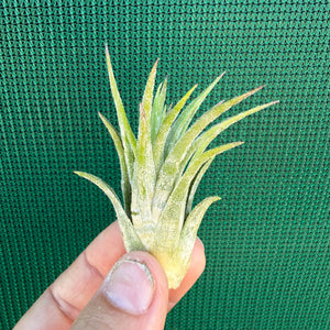 Tillandsia ionantha ‘BOE1593’ NEW