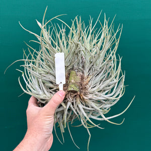 Tillandsia glabrior (Mature Clump)