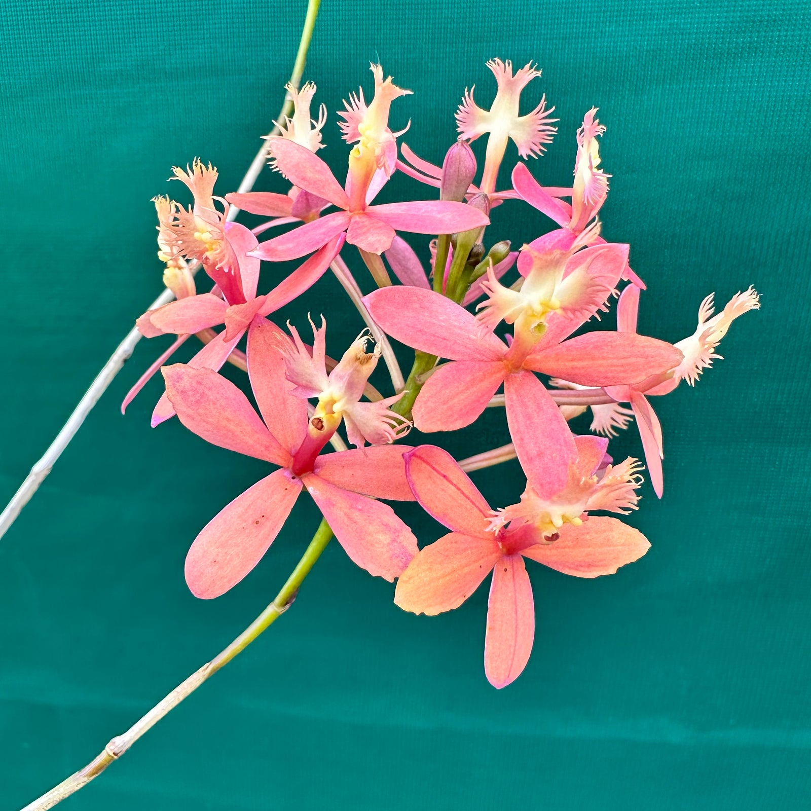 Epidendrum ‘Joseph Glow Hilpos’
