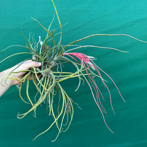 Tillandsia - bulbosa x streptophylla ? ex. BG NEW