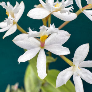 Epidendrum ‘White’