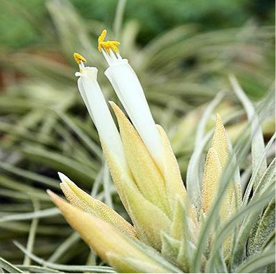 plagiotropica air plant Tillandsia - plagiotropica ex. CC