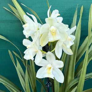 Orchid - Cymbidium ‘Snow Beauty Trinity’ NEW