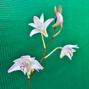 Orchid - Dendrobium kingianum