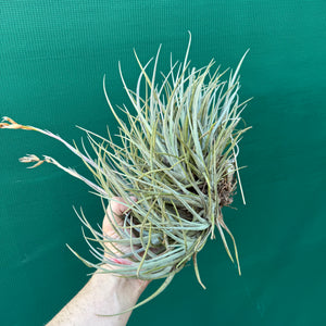 Tillandsia toropiensis ‘Typus’ (Mature Clump)