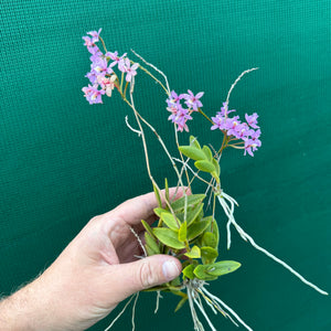 Epidendrum ‘Mini Purple’ NEW